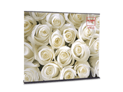 Roll Up Banner V811